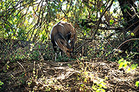 Bushbuck, Kruger NP, S. Africa -  Guib harnaché 14483