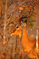 Impala, S. Africa, Kruger NP -  Impala  14798