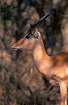 Impala, S. Africa, Kruger NP -  Impala  14799