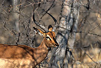 Impala (Black-faced), Etosha NP, Namibia -  Impala à face noire  14805