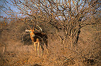 Impala, S. Africa, Kruger NP -  Impala  14806