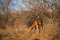 Impala, S. Africa, Kruger NP -  Impala  14807