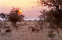 Impalas, S. Africa, Kruger NP -  Impalas  14810