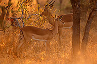 Impalas, S. Africa, Kruger NP -  Impalas  14811