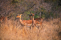 Impalas, S. Africa, Kruger NP -  Impalas  14812