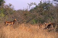 Impalas, S. Africa, Kruger NP -  Impalas  14813