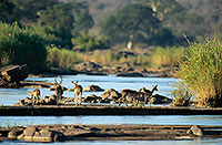 Impalas, S. Africa, Kruger NP -  Impalas  14814