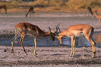 Impalas, Moremi reserve, Botswana - Impala  14818