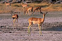 Impalas, Moremi reserve, Botswana - Impala  14819