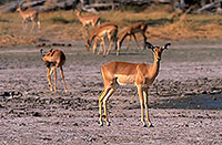 Impalas, Moremi reserve, Botswana - Impala 14819 Impalas, Moremi reserve, Botswana - Impala 14819