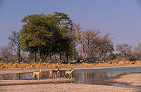 Impalas, Moremi reserve, Botswana - Impala  14820