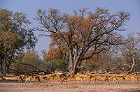Impalas, Moremi reserve, Botswana - Impala  14821