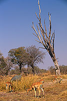 Impalas, Moremi reserve, Botswana - Impala  14823