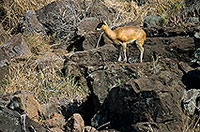 Klipspringer on territory, Kruger NP, S. Africa -  Oréotrague 14840