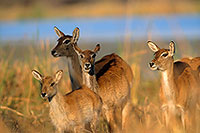 Lechwe, Moremi reserve, Botswana - Cobe lechwe  14867