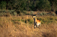 Lechwe, Moremi reserve, Botswana - Cobe lechwe  14869