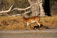 Lechwe, Moremi reserve, Botswana - Cobe lechwe  14871