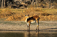 Lechwe, Moremi reserve, Botswana - Cobe lechwe  14872