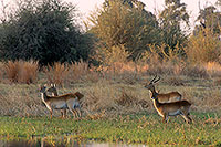 Lechwe, Moremi reserve, Botswana - Cobe lechwe  14875