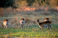 Lechwe, Moremi reserve, Botswana - Cobe lechwe 14876 Lechwe, Moremi reserve, Botswana - Cobe lechwe 14876