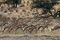Springboks, Kalahari Gemsbok NP, S. Africa -  Springboks  15022