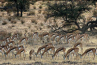 Springboks, Kalahari Gemsbok NP, S. Africa -  Springboks  15023
