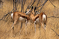 Springboks, Etosha NP, Namibia -  Springboks  15024