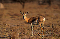 Springbok, Etosha NP, Namibia -  Springbok  15025