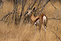 Springbok, Etosha NP, Namibia -  Springbok  15026