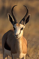 Springbok, Etosha NP, Namibia - Springbok 15027 Springbok, Etosha NP, Namibia - Springbok 15027