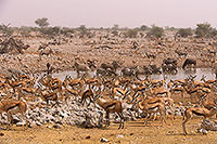 Springbok herds, Etosha NP, Namibia -  Springbok, troupeaux  15028