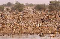 Springbok herds, Etosha NP, Namibia -  Springbok, troupeaux  15029