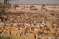 Springbok herds, Etosha NP, Namibia -  Springbok, troupeaux  15031