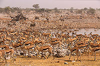 Springbok herds, Etosha NP, Namibia -  Springbok, troupeaux  15033