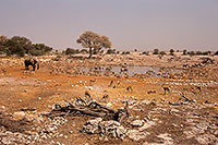 Springbok herds, Etosha NP, Namibia -  Springbok, troupeaux  15035