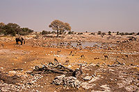 Springbok herds, Etosha NP, Namibia - Springbok, troupeaux 15035 Springbok herds, Etosha NP, Namibia - Springbok, troupeaux 15035
