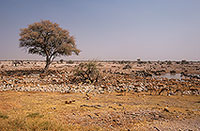 Springbok herds, Etosha NP, Namibia - Springbok, troupeaux 15036 Springbok herds, Etosha NP, Namibia - Springbok, troupeaux 15036