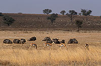 Springboks, Kalahari Gemsbok NP, S. Africa -  Springboks  15037