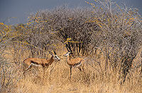 Springboks, Etosha NP, Namibia -  Springboks  15038