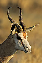 Springbok, Etosha NP, Namibia -  Springbok  15039