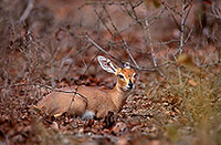 Steenbok, Kruger NP, S. Africa - Raphicère  15071