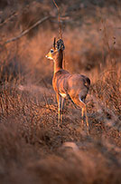 Steenbok, Kruger NP, S. Africa - Raphicère  15074