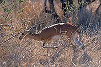 Steenbok, Kruger NP, S. Africa - Raphicère femelle 15076