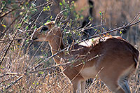 Steenbok, Kruger NP, S. Africa - Raphicère femelle 15077 Steenbok, Kruger NP, S. Africa - Raphicère femelle 15077
