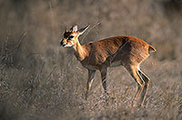 Steenbok, Kruger NP, S. Africa - Raphicère  15078