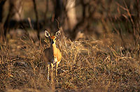 Steenbok, Kruger NP, S. Africa - Raphicère femelle 15079