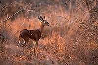 Steenbok, Kruger NP, S. Africa - Raphicère  15081