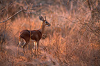 Steenbok, Kruger NP, S. Africa - Raphicère 15081 Steenbok, Kruger NP, S. Africa - Raphicère 15081