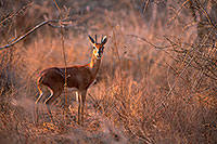 Steenbok, Kruger NP, S. Africa - Raphicère  15082