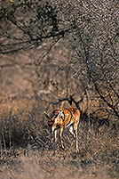 Steenbok, Kruger NP, S. Africa - Raphicère  15083